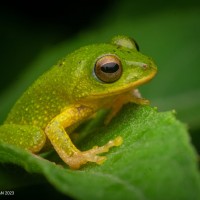 <i>Pseudophilautus ocularis</i> Megaskumbura & Manamendra-Arachcchi, 2005